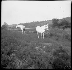Two mules, Elkins along