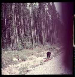 Bear walking along forest edge