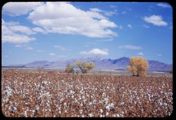 New Mexico clouds above Organ Mtns. And cotton fields-near Las Cruces N. Mex.