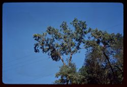 Treetops. Calistoga, Napa co.