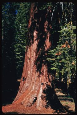A 3-in-1 Redwood  Mariposa Grove