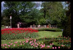Tulips in Stadt Park Wien