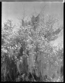 Crabapple blossoms and Spanish moss at Natchez