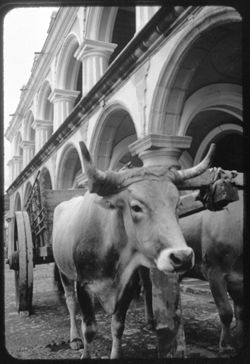 Oxen pulling cart in front of building with many arches