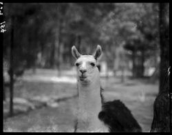 Head study of Llama in Chapultapec Zoo