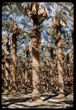 Date palm grove near Palm Desert Riverside county California