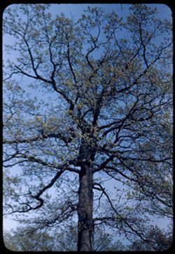 Budding Oak. Sweet Woods Forest Preserve near Thornton