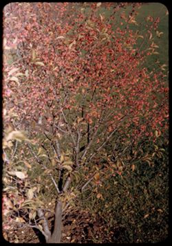 Evonymus  rotundifolia Arb. E.