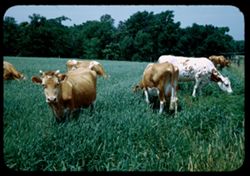 Cows near Bordick , Indiana