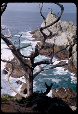 At Point Lobos in Carmel Bay, Calif.