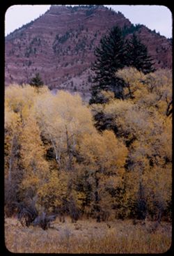 Colorado-yellow trees and red mountain east of Eagle