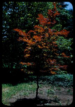 Arboretum Acer Palmatum