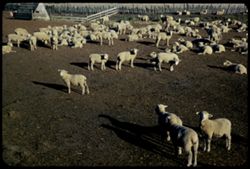 Sheep ranch near Dillon Beach Marin county, Calif. ANSCO