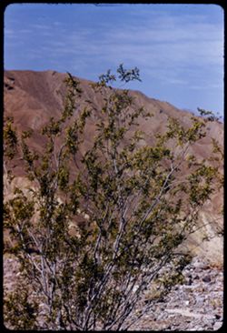 Greasewood in bloom Death Valley EK C1