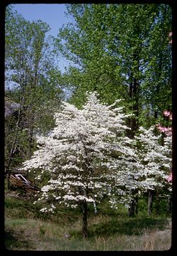 Dogwoods in country west of Evansville