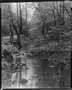 Stony Lonesome with dogwood and waterfalls (Early Springtime) (orig. neg.)