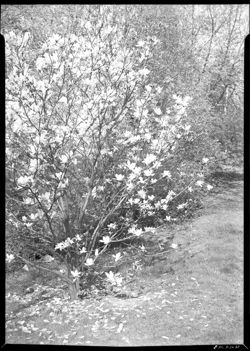 Dogwood tree