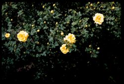 Rosa Harisonii Harrison's rose Arb. E.