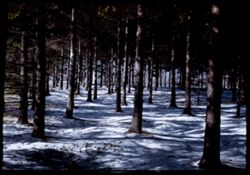 Snow under Evergreens Arboretum- S.W. Cushman