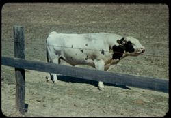 Marin county Ayrshire bull.