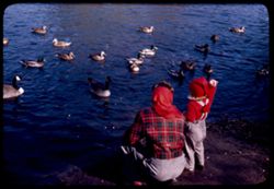 Mary and Jackson Park ducks.