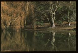 Willows and Beech reflections  Strybing Arboretom