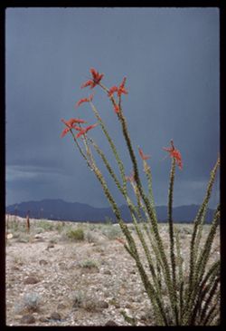 Ocotillo Mojave county Arizona