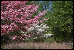 Dogwoods pink and white w of Evansville
