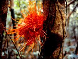 Medicinal flower Brownea macrophylla, Linden, Emb. Pontatotopono