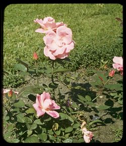 Jackson Pk's Rose garden