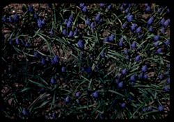 Grape Hyacinth Muscari - Arboreum