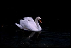White Swan in Lagoon of City Park New Orleans