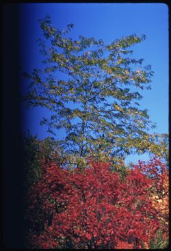 Tall locust above Arboretum