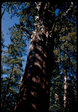 Looking up along trunk of General Sherman tree. Sequoia Nat'l Park.