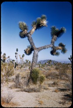 A many-armed Joshua tree along Cal. 138 in Los Angeles county California