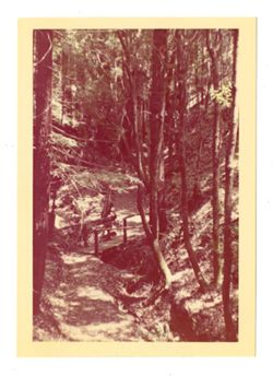 Wooden bridge in forest at Bohemian Grove