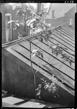 Catalpa tree growing on roof, Martinsville