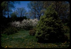 European Hornbeam and flowering Dogwood Carpinuss Betuius and cornus Florida Arboretum W-