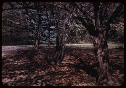 Path under the Hawthorns Autumn - Morton Arboretum