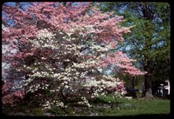Dogwoods, pink and white in Uncle John Davis' yard Poseyville, Indiana