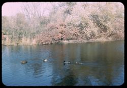 Ducks in Jackson Pk. Lagoon