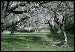 Live- oak grove near Nicasio Marin county