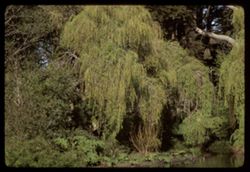 At Strybing arboretum-pond refelection