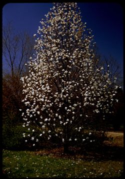 Anise Magnolia M. Salicifolia Arboretum- E. Cushman