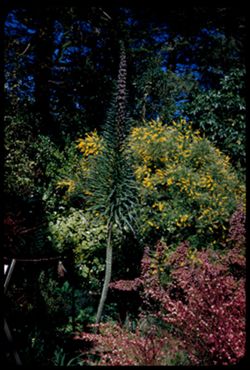 Echium hybridum H. "Tower of Jewels" -  a giant Forget -me-not. Strybing Arboretum Golden Gate Park
