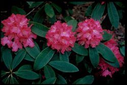 Rhododendron Strybing Arboretum