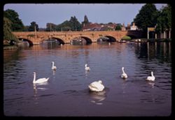 Swans on the Avon Stratford
