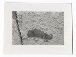 Item 0853. Lizard on stone wall or pavement.
