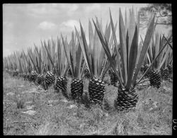 Sisal plants, cave stop out of Matanzas