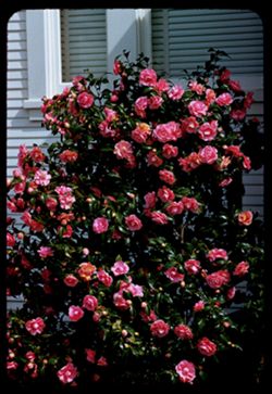 Camellia bush San Rafael